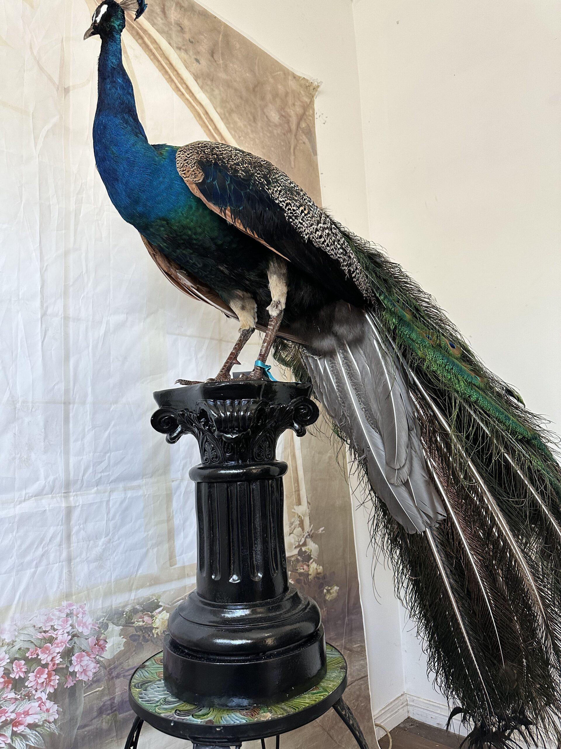 Cartão De Visita Peacock Azul Índio Elegante